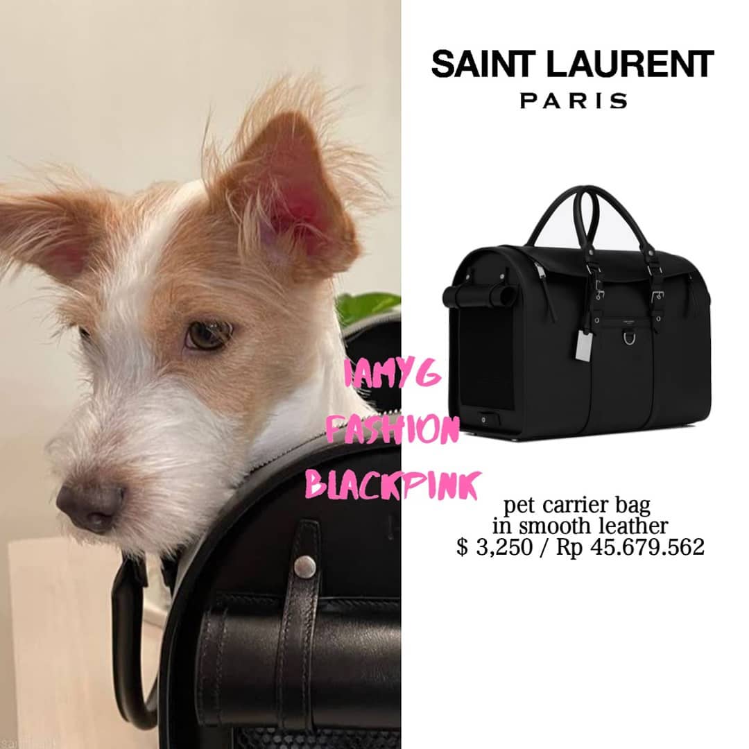 Lối sống quý tộc của thú cưng nhà BLACKPINK: Đi xe đẩy 20 triệu, nằm túi hiệu 76 triệu - Ảnh 4. Lối sống quý tộc của thú cưng nhà BLACKPINK: Đi xe đẩy 20 triệu, nằm túi hiệu 76 triệu - Ảnh 4.