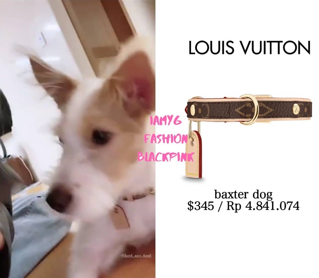 Lối sống quý tộc của thú cưng nhà BLACKPINK: Đi xe đẩy 20 triệu, nằm túi hiệu 76 triệu - Ảnh 6. Lối sống quý tộc của thú cưng nhà BLACKPINK: Đi xe đẩy 20 triệu, nằm túi hiệu 76 triệu - Ảnh 6.