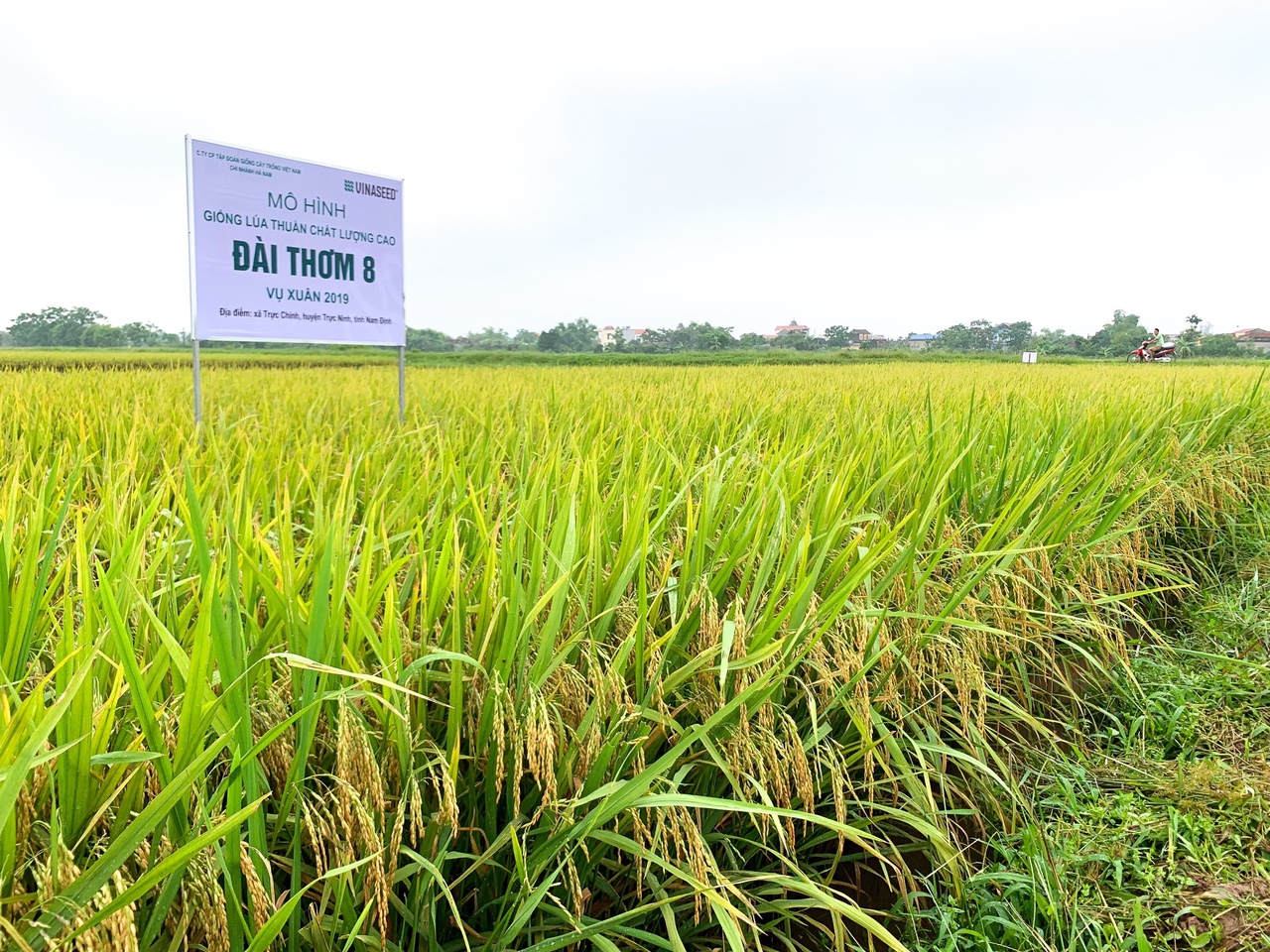 Tập đoàn giống cây trồng Việt Nam Vinaseed