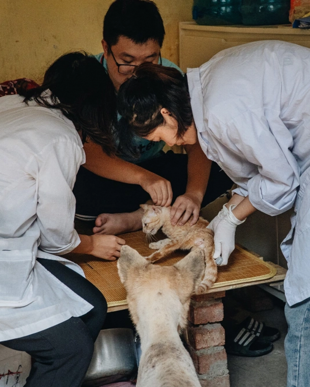 Trạm cứu hộ chó mèo ở Hà Nội: mái nhà ấm áp của những “người bạn 4 chân”